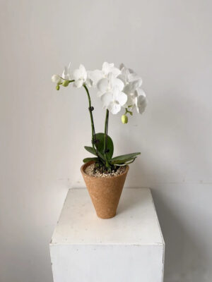 Moth Orchid - 2 Pack