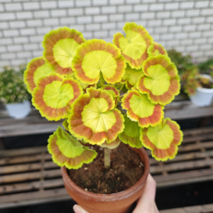 Geranium - 2 Pack