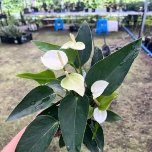 Peace Lily - 2 Pack
