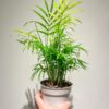Parlour Palm - 2 Pack