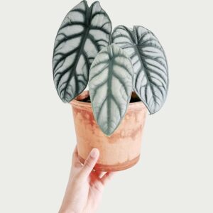 Alocasia Silver Dragon - 2 Pack